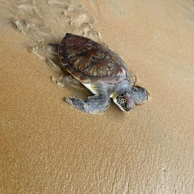 Ebodjé : où les tortues marines viennent pondre leurs rêves.